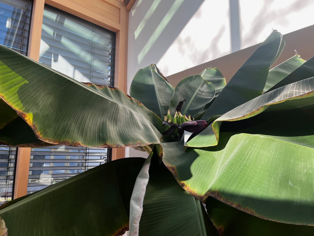 wintergarten-pflanzen-bepflanzung-tropenpflanzen-licht-gutes-wachstum-waerme-passendes-klima-echte-bio-bananen-gesundes-obst-lichtdurchflutet